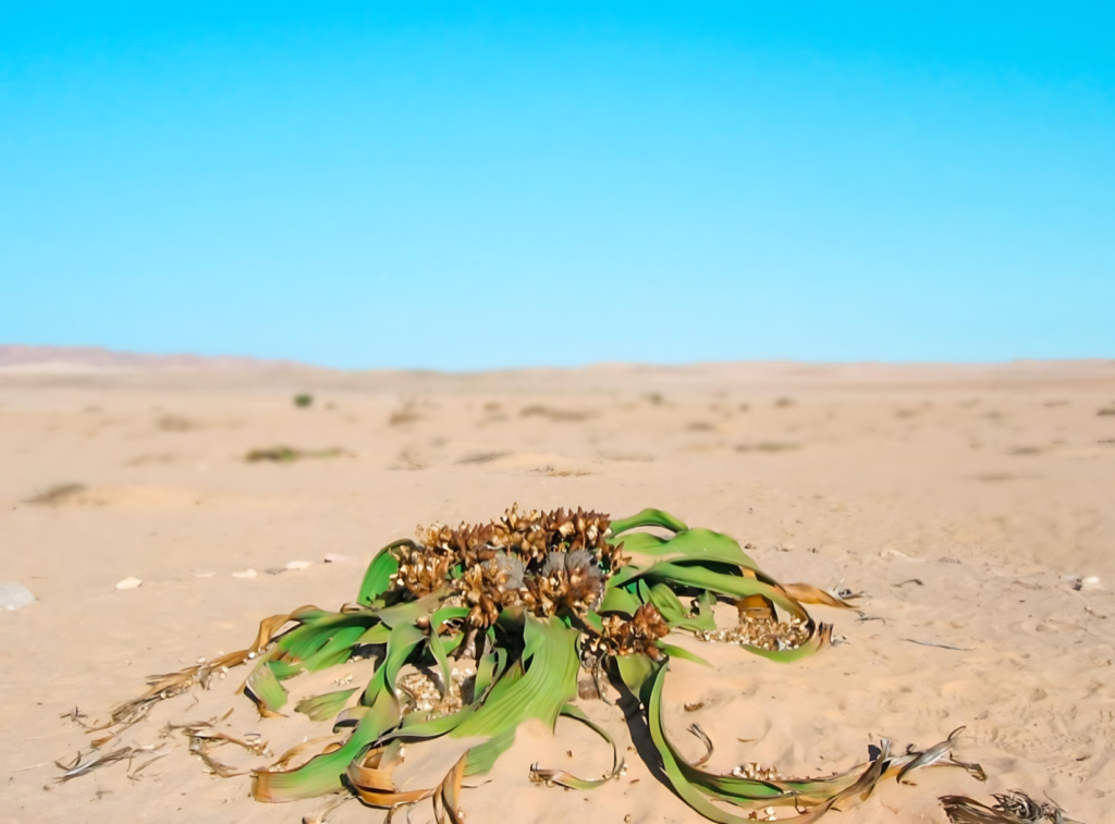 Welwitschia Mirabilis